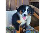 Miniature Australian Shepherd Puppy for sale in Checotah, OK, USA