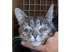 Tanner 6594, Domestic Shorthair For Adoption In Dallas, Texas