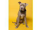 Stanley, American Pit Bull Terrier For Adoption In Santa Paula, California