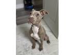 Genevieve, Terrier (unknown Type, Medium) For Adoption In Abbeville, Louisiana