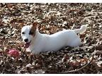 Jewel In Gordonville, Jack Russell Terrier For Adoption In Seguin, Texas