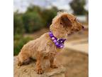 Penny, Dachshund For Adoption In Escondido, California