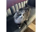 Chance, Domestic Longhair For Adoption In Phillipsburg, New Jersey