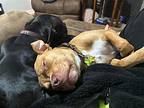 Jameson, American Pit Bull Terrier For Adoption In Syracuse, New York