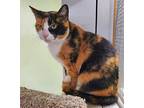 Lacey, Calico For Adoption In Scottsburg, Indiana