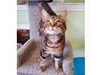 Oliver, Domestic Shorthair For Adoption In Scottsburg, Indiana