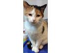 Clementine, Calico For Adoption In Inez, Kentucky