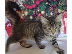 Mia, Maine Coon For Adoption In Inez, Kentucky