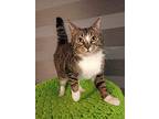 Maple, Domestic Shorthair For Adoption In Goodyear, Arizona