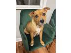 Queen, American Pit Bull Terrier For Adoption In Birmingham, Alabama