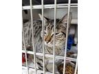Maybell, Domestic Shorthair For Adoption In Fort Walton Beach, Florida