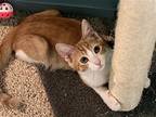 Roly, Domestic Shorthair For Adoption In Oxford, Mississippi