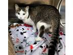 Ferris, Domestic Shorthair For Adoption In Twinsburg, Ohio