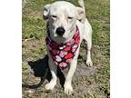 Kit, Terrier (unknown Type, Small) For Adoption In Alva, Florida