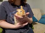 Nitro And Bean, Mini Rex For Adoption In Melbourne, Florida