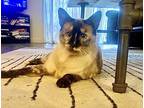 Toast, Siamese For Adoption In Edmond, Oklahoma