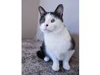 Dale, Domestic Shorthair For Adoption In Chicago, Illinois