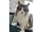 Ellie (lilly And Olivia), Domestic Longhair For Adoption In Colorado Springs