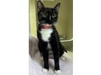 Carmilla, Domestic Shorthair For Adoption In Wenatchee, Washington