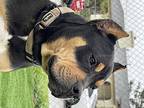 Bones, American Staffordshire Terrier For Adoption In La, California