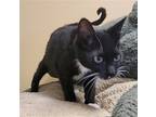 Todd #3-men-in-black, Domestic Shorthair For Adoption In Houston, Texas