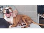 Goliath, American Staffordshire Terrier For Adoption In Davie, Florida