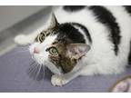 Stanley, Domestic Shorthair For Adoption In Rockford, Illinois
