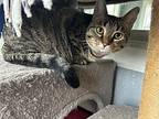 Trisha, American Shorthair For Adoption In Adrian, Michigan