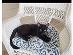 Sir Meow Meow, American Shorthair For Adoption In Warner Robins, Georgia