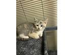 Ketera, Domestic Shorthair For Adoption In Portland, Indiana