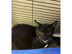 Samantha, Domestic Shorthair For Adoption In Portland, Indiana