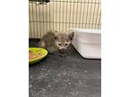 Bunnie, Domestic Shorthair For Adoption In Portland, Indiana