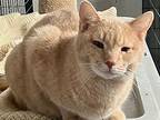 Snap, Domestic Shorthair For Adoption In Adrian, Michigan