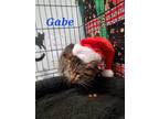 Gabe, Domestic Shorthair For Adoption In Frazier Park, California