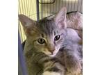 Sausage, Domestic Shorthair For Adoption In Portland, Indiana