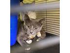 Tabitha, Domestic Shorthair For Adoption In Portland, Indiana