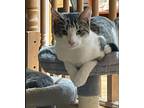 Falcon - Foster Care, Domestic Shorthair For Adoption In Voorhees, New Jersey