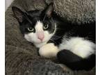 Malcolm, Domestic Shorthair For Adoption In Voorhees, New Jersey