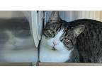 Yuki, Domestic Shorthair For Adoption In Voorhees, New Jersey