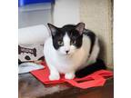 Matty *bonded To Morty* -- In Foster Care, Domestic Shorthair For Adoption In