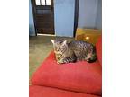 Piggy Sue, American Shorthair For Adoption In Chuckey, Tennessee