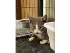 Duckie, Domestic Shorthair For Adoption In Portland, Indiana