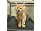 Lexus, Domestic Shorthair For Adoption In Portland, Indiana