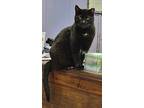 Thor, Domestic Shorthair For Adoption In Portland, Indiana