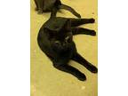 Tempest, Domestic Shorthair For Adoption In Portland, Indiana