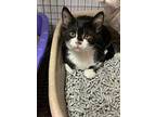 Aggie, Domestic Shorthair For Adoption In Portland, Indiana