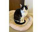 Cher, Domestic Shorthair For Adoption In Portland, Indiana
