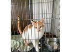 Chips, Domestic Shorthair For Adoption In Portland, Indiana