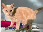 Harry, Domestic Shorthair For Adoption In Portland, Indiana