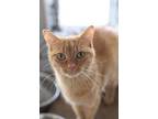 Ginger, Domestic Shorthair For Adoption In Portland, Indiana